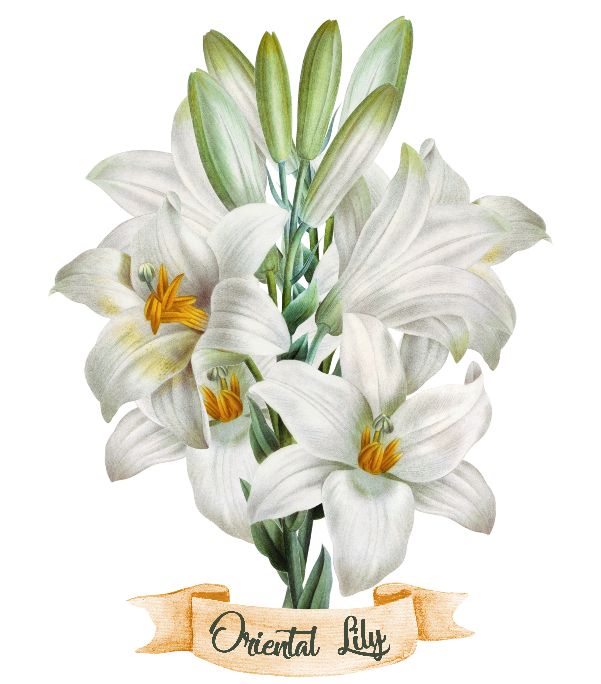 Beautiful Lilium Stargazer flowers or Oriental Lily watercolour painting. Large vibrant yellow and white trumpet shaped blooms with a beautiful fragrance on strong sturdy stems || 8x10 inches (HD pdf)