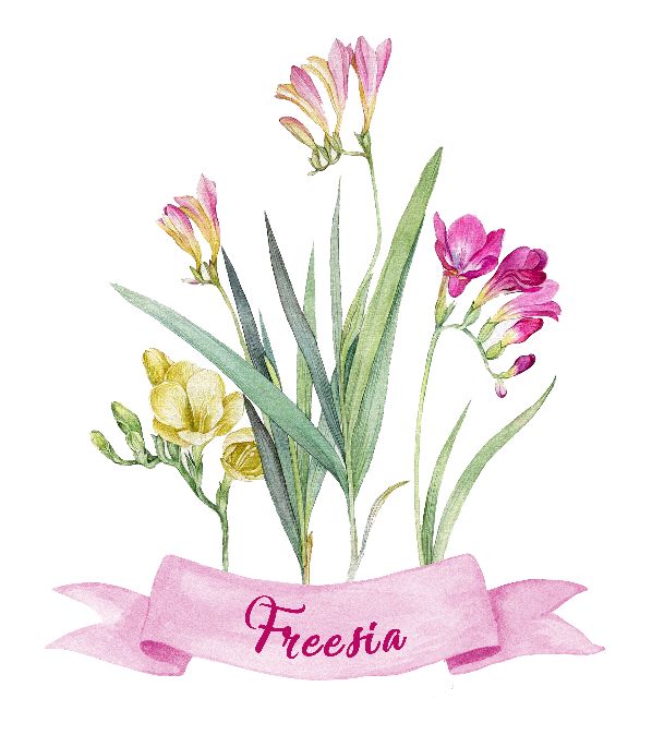 Delicate watercolour spring freesia - beautiful decor for your home or gift to anyone. Freesias watercolor print digital download, Digital watercolor print freesias, botanical wall art print downloadable and printable || 8x10 inches (HD pdf)