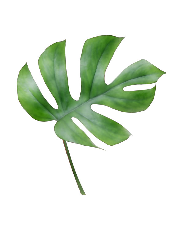 Monstera