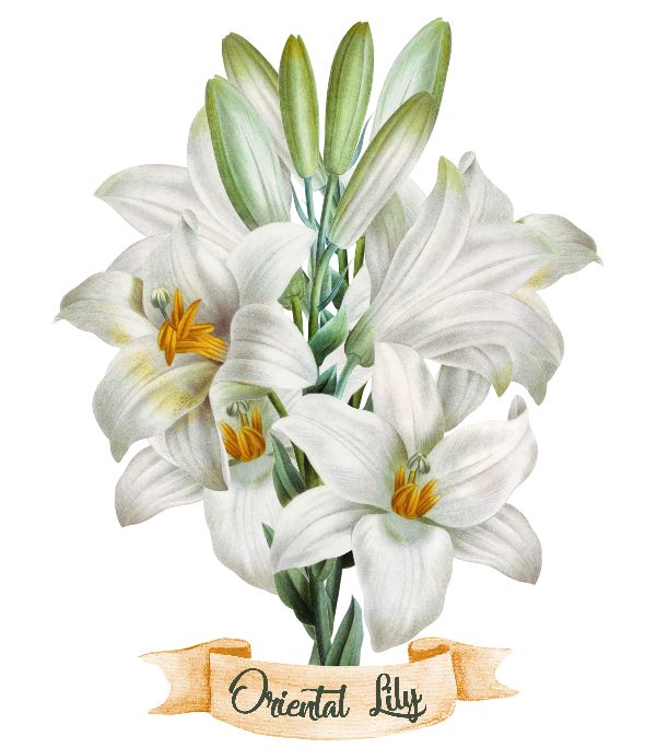 Printable Lilium Stargazer flowers or Oriental Lily. Print Wall Art (DIY, instant download)
