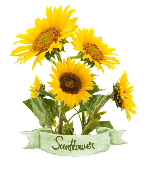 Printable Sunflower. Print Wall Art (DIY, instant download)
